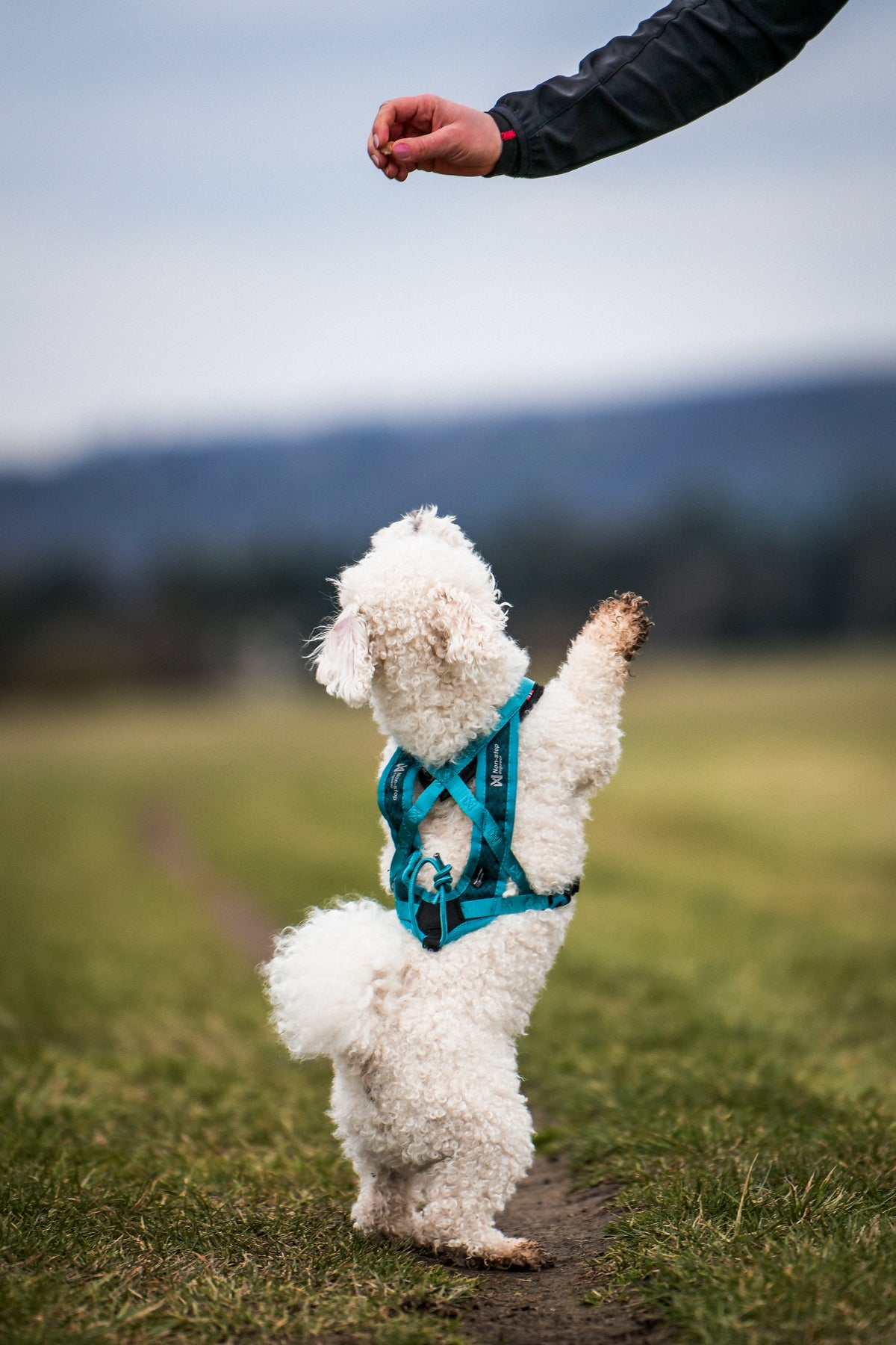 Non-Stop Dogwear Rush Harness