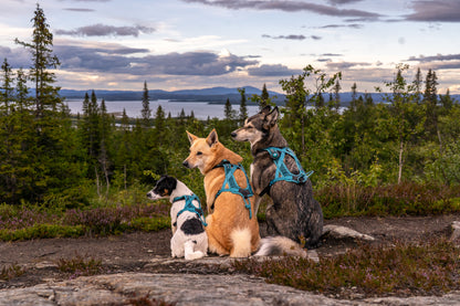 Non-Stop Dogwear Rush Harness