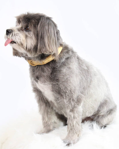 Soft-Touch Waterproof Dog Collar (Small, Medium, Large Dogs)
