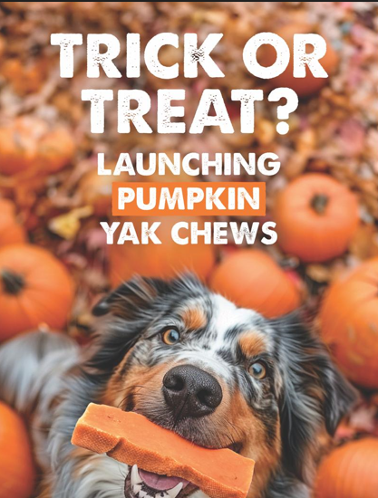 Pumpkin Yak Milk Chews - Large Sized