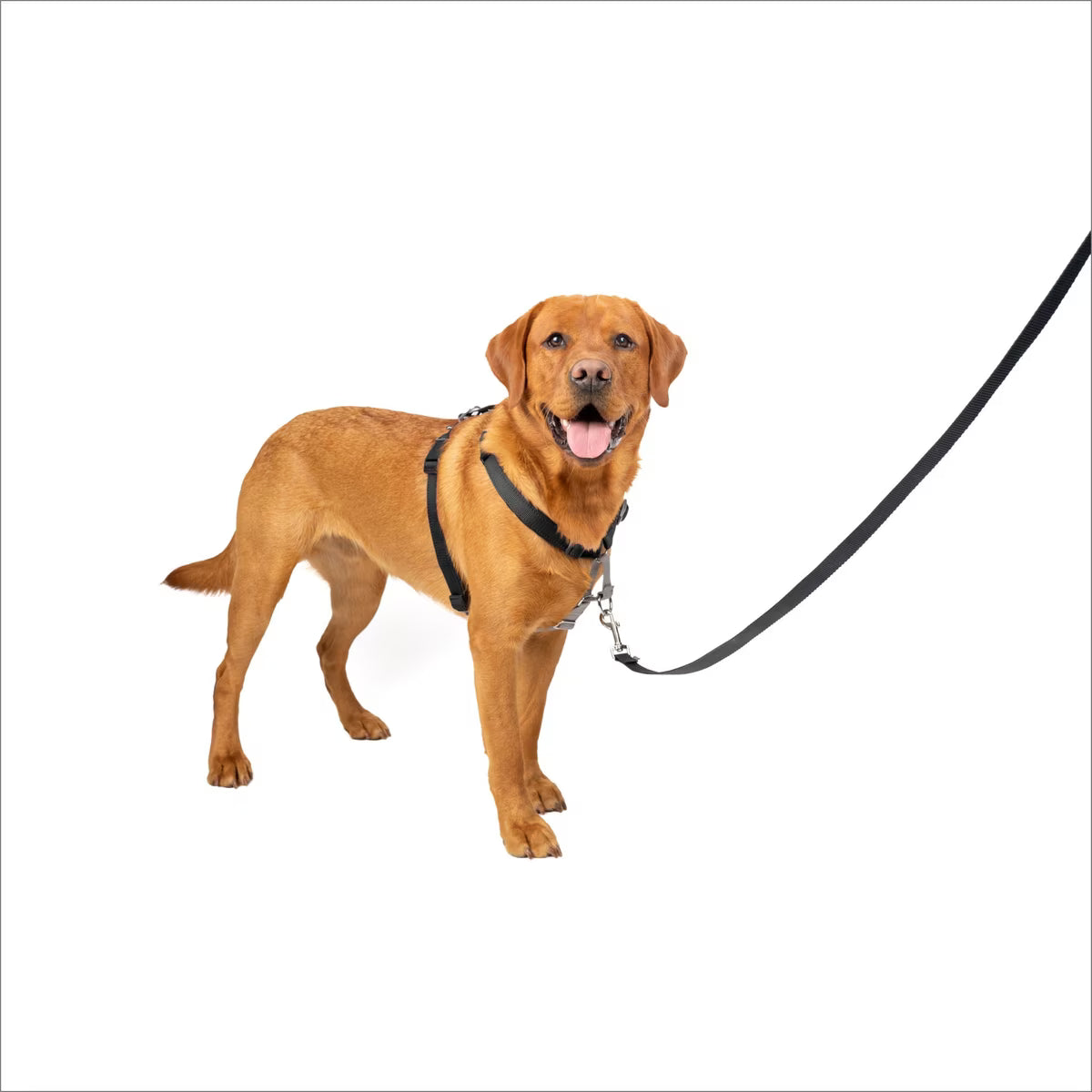 Petsafe 3-in-1 Harness