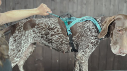 Non-Stop Dogwear Rush Harness