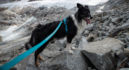 Non-Stop Dogwear Touring Bungee Leash